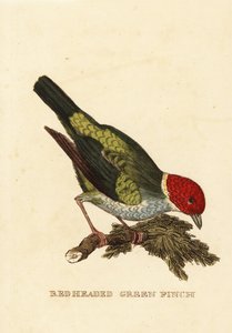 Bay-headed Tanager