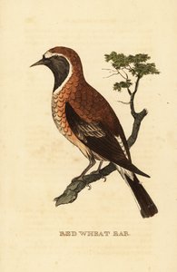 Black-eared wheatear morph, Oenanthe hispanica stapazina by George (after) Edwards