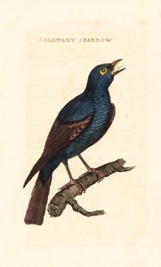 Blue Rock Thrush, Monticola solitarius