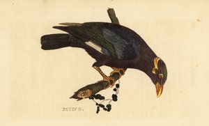 Collared Myna