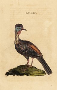 Crested guan