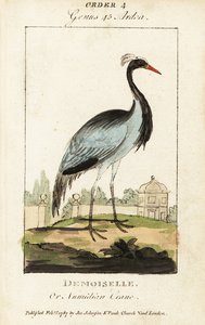 Demoiselle or Numidian crane by George (after) Edwards