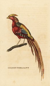 Golden Pheasant, Chrysolophus pictus by George (after) Edwards