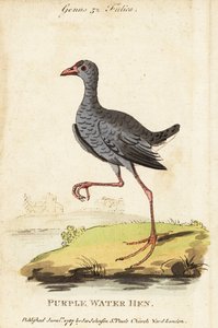 Grey-headed swamphen, Porphyrio poliocephalus by George (after) Edwards