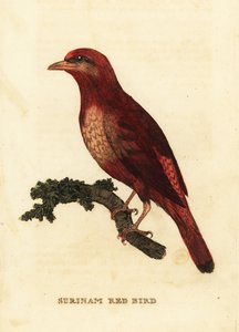 Guianan red cotinga, Phoenicircus carnifex