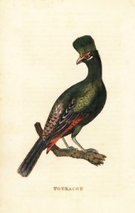Guinea turaco or green turaco