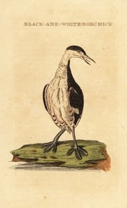 Horned Grebe, Young by George (after) Edwards