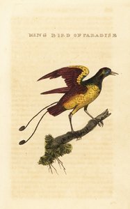 King bird-of-paradise by George (after) Edwards