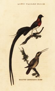 Long-tailed Paradise Whydah and Rufous Hummingbird by George (after) Edwards