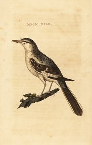 Northern Mockingbird, Mimus polyglottos