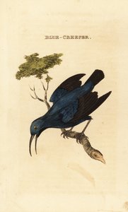 Purple Honeycreeper