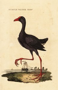 Purple swamphen by George (after) Edwards