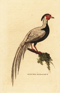 Silver pheasant, Lophura nycthemera