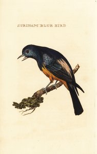 Silvery-breasted Tanager, Tangara velia by George (after) Edwards