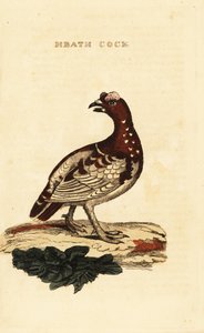 Spruce grouse by George (after) Edwards