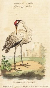 Whooping crane, Grus americana