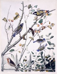 Red Breast (Robin), Great Titmouse (Male and Female) and Blue Titmouse (Male and Female) by George (after) Shield