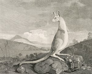 An animal found on the coast of New Holland, called Kanguroo, c.1773 by George (after) Stubbs