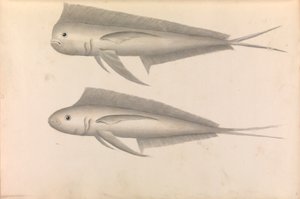 Account of Commodore George Anson