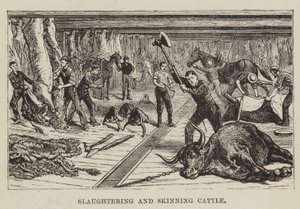 Slaughtering and Skinning Cattle