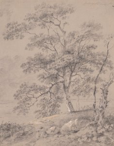 Tree Study