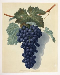 Plate LII (A Bunch of Purple Grapes)