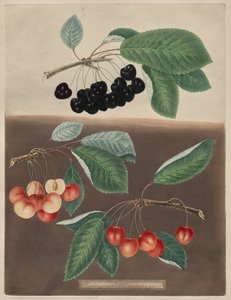 Pomona Britannica: No. 10 - Cherries by George Brookshaw
