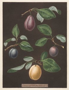 Pomona Britannica: No. 17 - Plums