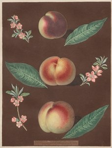 Pomona Britannica: No. 33 - Peaches