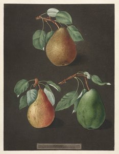 Pomona Britannica: No. 82 - Pears, 1807 by George Brookshaw