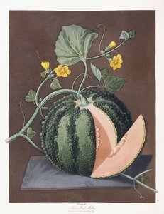 Silver Rock Melon