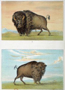 Bison, Male and Female, United States. Illustration by George Catlin by George Catlin