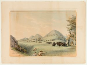 Buffalo Hunt; Approaching in a Ravine--no. 11 by George Catlin