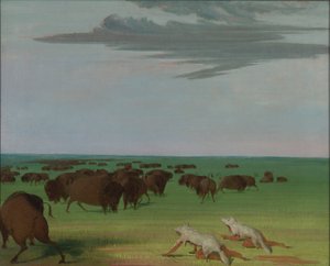 Buffalo Hunt under the Wolf-skin Mask