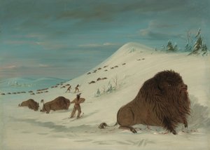 Buffalo Lancing in the Snow Drifts - Sioux by George Catlin