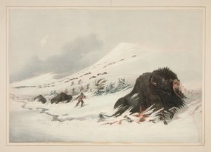 Dying Buffalo Bull, in Snow Drift, plate 17 from the North American Indian Portfolio by George Catlin