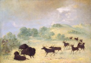 Elk and Buffalo Making Acquaintance, Texas by George Catlin