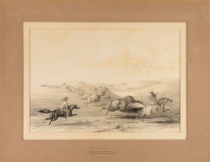 Indians Hunting Buffalo by George Catlin