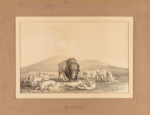 White Wolves Attacking Old Buffalo