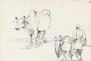 Studies of Indian Cattle by George Chinnery