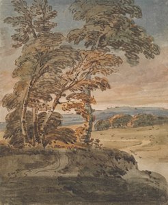 Trees on a Hillside Path