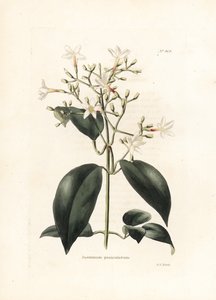 Jasmin (Jasminum paniculatum) - Lithograph by George Cooke, for the British Magazine Conrad Loddiges Botanical Cabinet by George Cooke