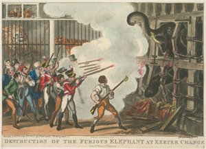 Destruction of the Furious Elephant at Exeter Change