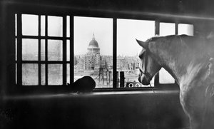 Horse Overlooking St Paul