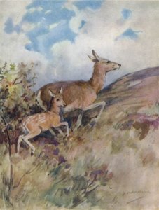 Illustration for The Story of a Red Deer by George Denholm Armour