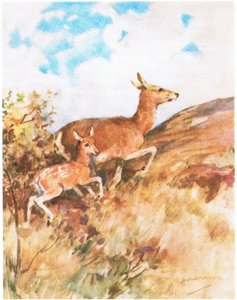 Tawny Turned and Fled, Urging Rusty to Follow Her by George Denholm Armour