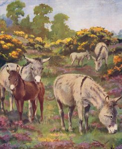 On a Common Were Five Donkeys by George Derville (after) Rowlandson