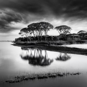 Dramatic Pine Reflections