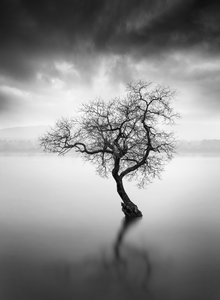 Lone Tree Reflection by George Digalakis