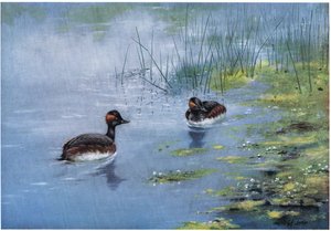 Black Necked Grebe